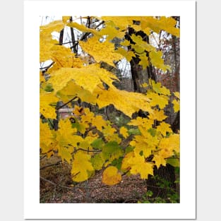 Lispe Yellow Leaves Posters and Art